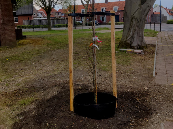 Laat je jonge bomen verankeren in Amersfoort door Groentechniek Klomp.