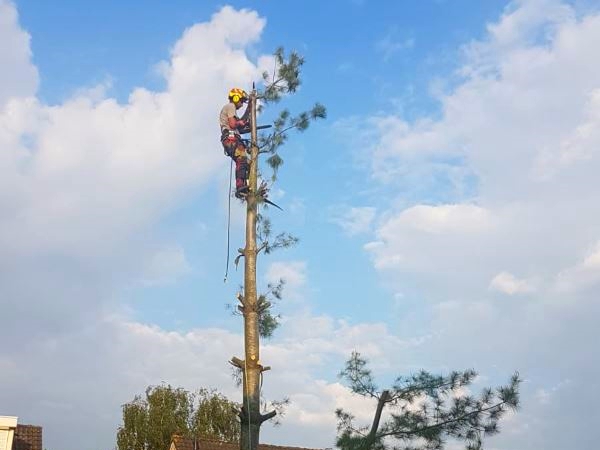 Een boom laten planten of juist je bomen verwijderen in Brabant laat je veilig en professioneel uitvoeren door de boomverzorgers van Groentechniek Klomp.