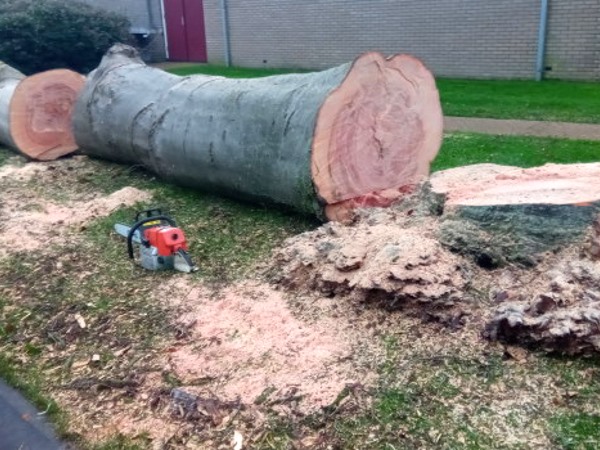 Laat je bomen verwijderen in Zuidwolde