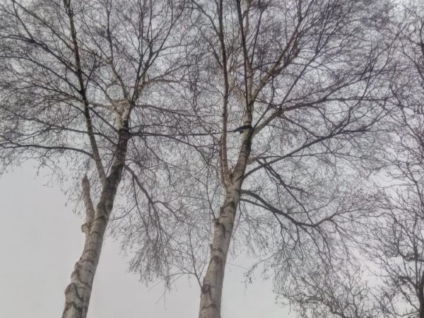 Boomonderhoud is een belangrijk onderdeel van de boomverzorging in Gelderland Boomonderhoud is een belangrijk onderdeel van de boomverzorging in Gelderland