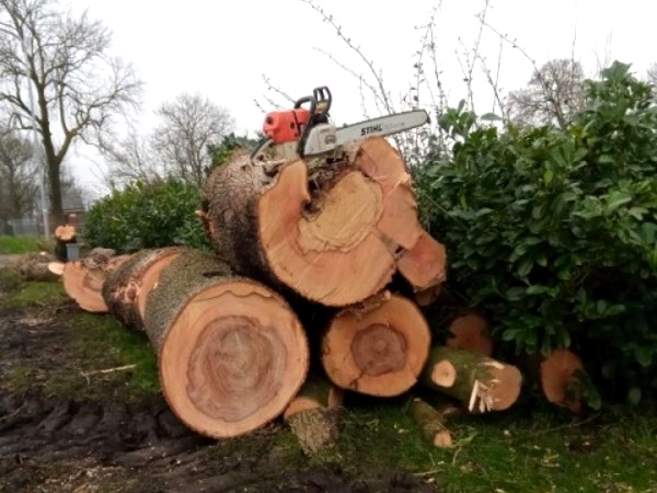 Voor al je boomonderhoud in Staphorst kun je bij ons terecht.