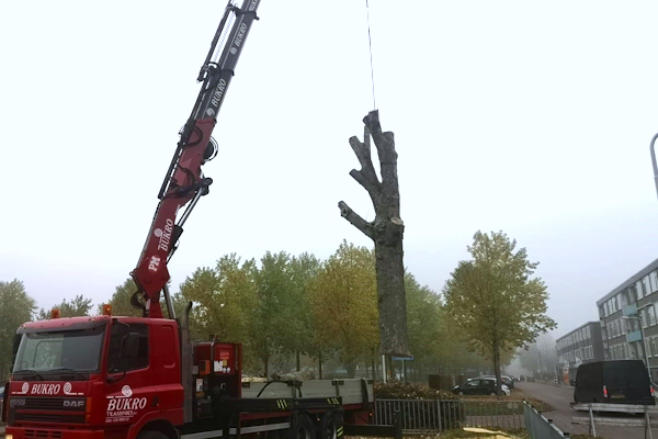 In Amstelveen bomen verwijderen doen onze gecertificeerde boomverzorgers zorgvuldig, veilig en toch snel.