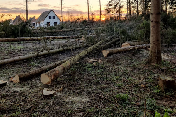 Heb jij in Apeldoorn een boom die verwijderd moet worden, dan kunnen de boomverzorgers van Groentechniek Klomp je hierbij helpen.