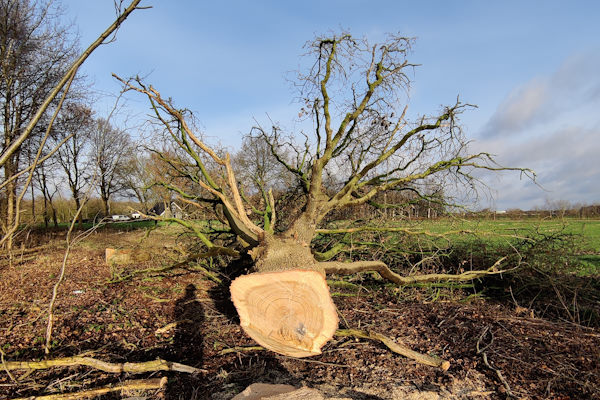 Jouw boom laten verwijderen uit Apeldoorn gebeurt zonder zorgen en met het grootste vertrouwen door de gecertificeerde boomverzorgers van Groentechniek Klomp.