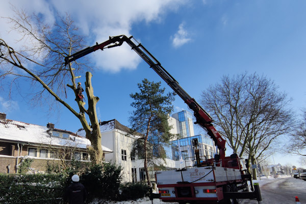 Het volledig verwijderen van bomen, ook wel bomen rooien, in Groningen laat je doen door onze professionals.