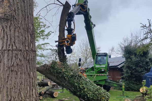 Een andere manier van bomen verwijderen in Leeuwarden is het rooien van de boom.