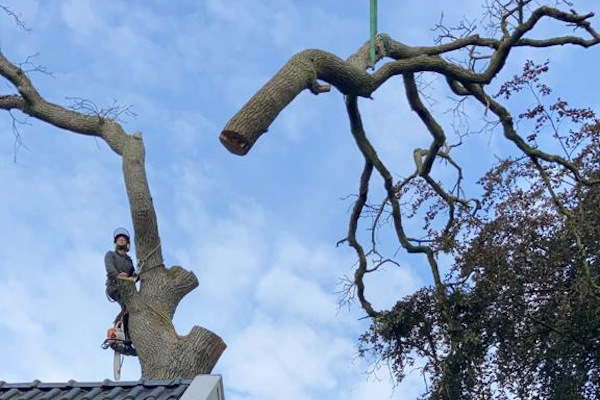 Jouw boom laten verwijderen in Apeldoorn doen de gecertificeerde boomverzorgers van Groentechniek Klomp veilig en snel.