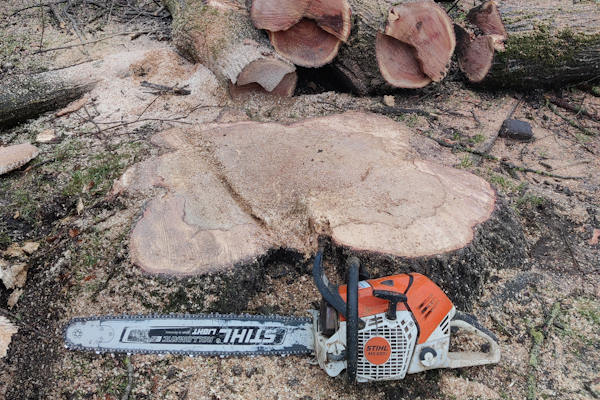 Jouw bomen verwijderen in Groningen wordt snel en veilig gedaan door de deskundigen van Groentechniek Klomp.