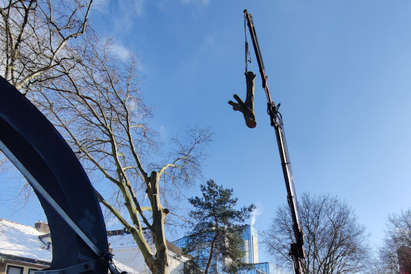 Bomen verwijderen in Hengelo wordt veilig en snel uitgevoerd door de gecertificeerde boomverzorgers van Groentechniek Klomp.
