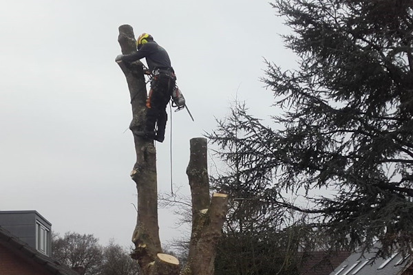 Jouw bomen verwijderen in Staphorst wordt snel en zorvuldig uitgevoerd door de gecertificeerde boomverzorgers van Groentechniek Klomp.