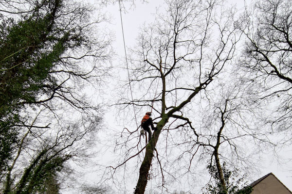In Zwolle bomen verwijderen gebeurt door onze gecertificeerde boomverzorgers zorgvuldig, veilig en toch snel.