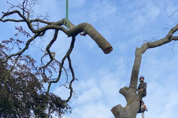 Laat jouw bomen weghalen uit Amstelveen op een veilige en snelle manier door de experts van Groentechniek Klomp.