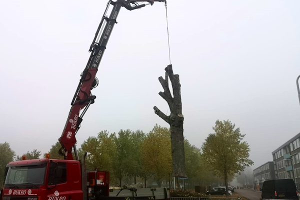 Dankzij ons professionele werktuig kunnen we met gemak jouw boom takelen in Enschede om deze te verwijderen.