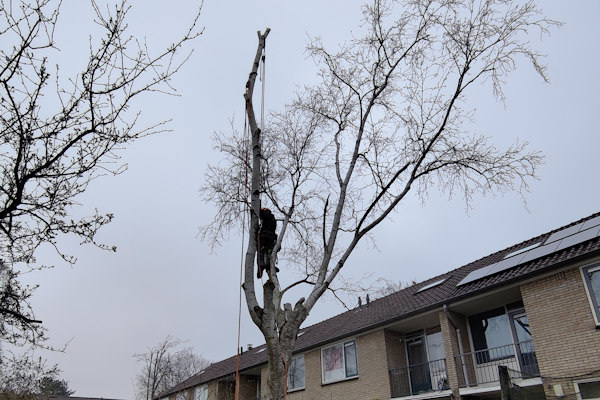 Jouw boom verwijderen in Groningen moet zorgvuldig gebeuren, waardoor je het beste onze ervaren specialisten langs kunt laten komen.