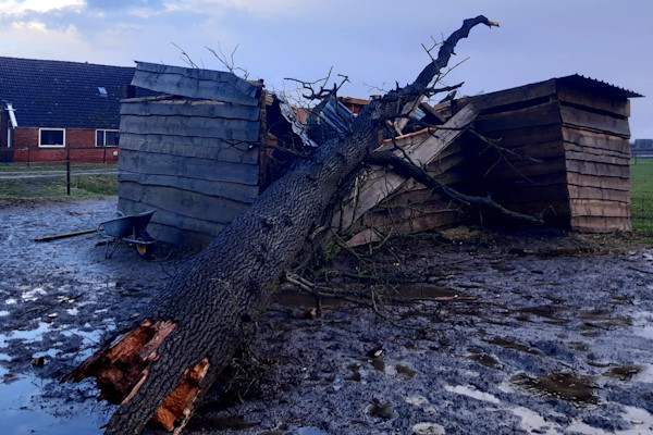 Ook omgevallen bomen of bomen geraakt door stormschade kun je laten verwijderen door de gecertificeerde specialisten van Groentechniek Klomp.