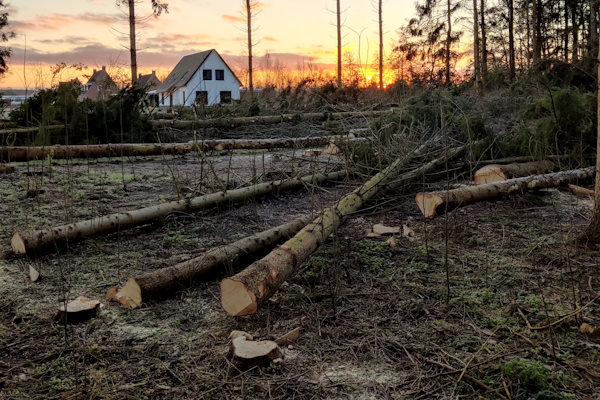 Laat jouw boom verwijderen in Staphorst op een veilige en snelle manier door de deskundigen van Groentechniek Klomp.