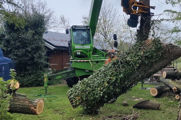 Laat jouw boom verwijderen in Zwolle door de gecertificeerde boomverzorgers van Groentechniek Klomp.