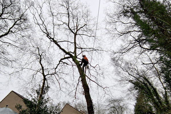 Een boom verwijderen in Hengelo laat je uitvoeren door de ervaren experts van Groentechniek Klomp.