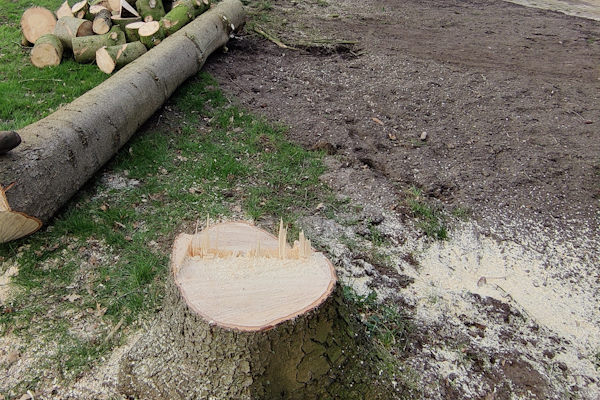 Laat jouw boom weghalen uit Zwolle op een veilige en snelle manier door de experts van Groentechniek Klomp.
