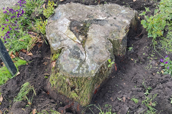 Ook een achtergelaten boomstronk verwijderen in Enschede doen onze vakkundige boomverzorgers graag voor je.