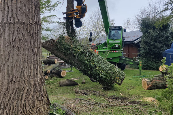 De kosten van jouw boom verwijderen in Apeldoorn wordt op maat voor je berekend door onze ervaren boomverzorgers die de boom vervolgens gemakkelijk voor je weghalen.