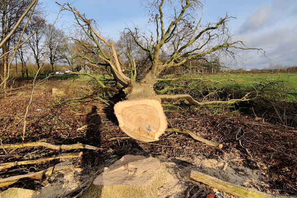 Ongeacht waar 'ie staat, jouw bomen verwijderen in Leeuwarden doen onze experts graag voor je.