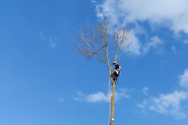 Laat in Groningen jouw bomen verwijderen door de gecertificeerde boomverzorgers van Groentechniek Klomp.