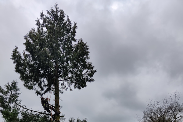 In Groningen bomen weghalen is een specialistisch werk dat onze experts snel en veilig voor je uitvoeren.