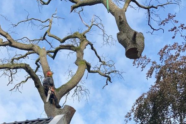 Een hele boom rooien in Hengelo gebeurt veilig om schade aan de omgeving te voorkomen.