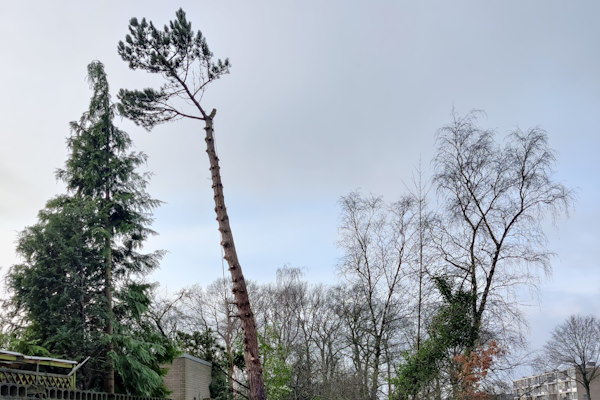 Ook in Hengelo je bomen verwijderen doen onze experts graag en zorgvuldig voor je.