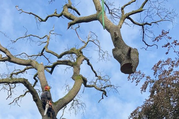 Laat jouw bomen verwijderen in Leeuwarden door de gecertificeerde specialisten van Groentechniek Klomp.