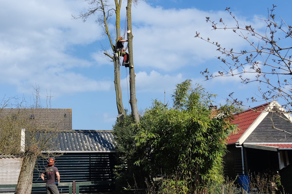 Laat in Staphorst jouw bomen verwijderen door de specialisten van Groentechniek Klomp.