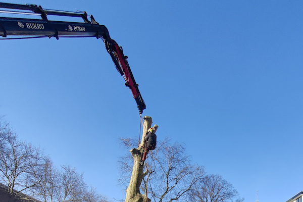 In Staphorst een boom verwijderen gebeurt snel en veilig door de ervaren experts van Groentechniek Klomp.