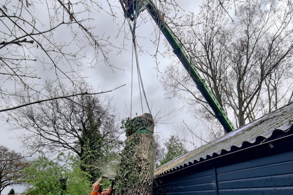 Professioneel boomonderhoud laten uitvoeren betekent ook dat een ongezonde boom soms verwijderd moet worden, wat altijd veilig gebeurt door de boomverzorgers van Groentechniek Klomp.