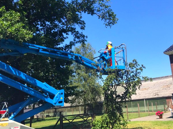 Een professionele boomverzorger in Friesland