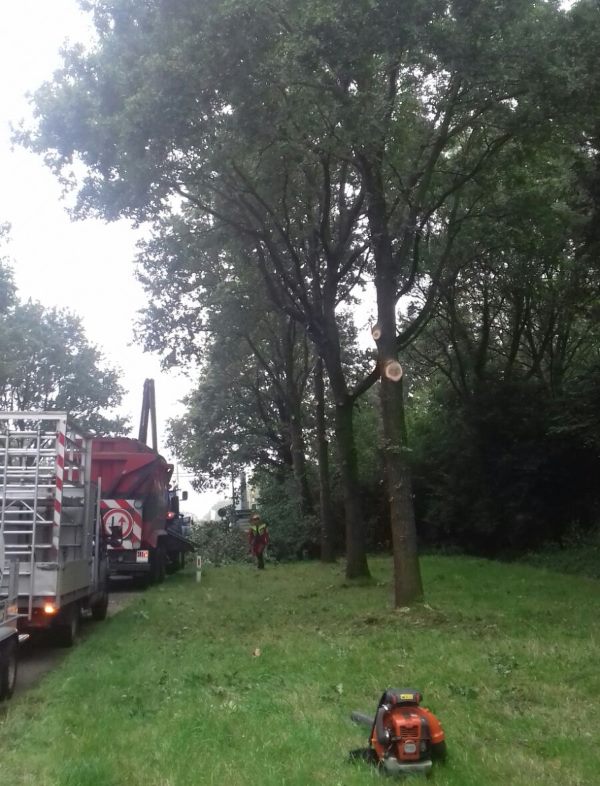 Boomverzorger voor Utrecht Boomverzorger in Utrecht