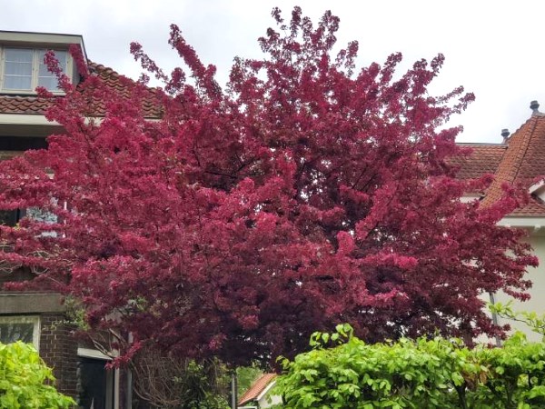 Laat je bomen planten in Zuidwolde