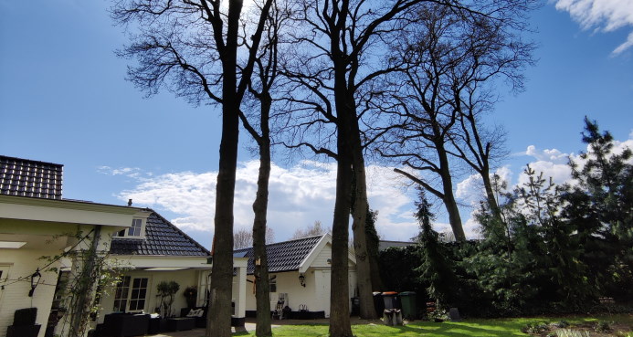 Voor boomverzorging in Den Helder ben je bij Groentechniek Klomp aan het juiste adres.