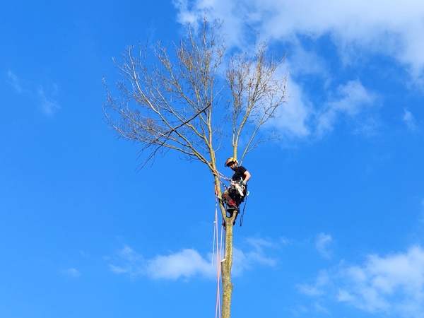 Jouw bomen zullen er prachtig bijstaan als je kiest voor de boomverzorging in Emmen door Groentechniek Klomp.
