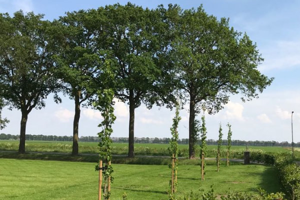 Boomverzorging in Gelderland begint al vanaf het vroegste stadium van de boom.
