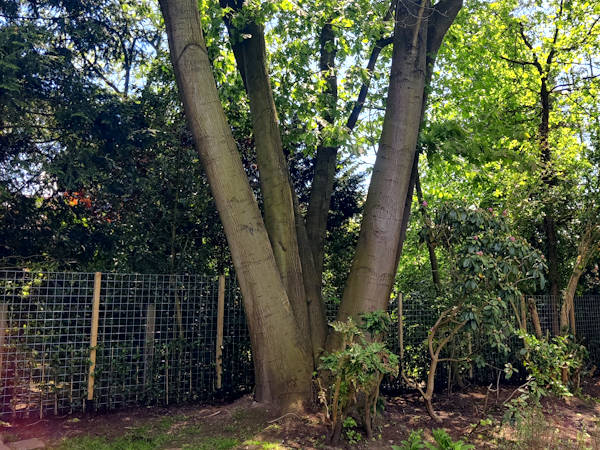 Met de professionele boomverzorging in Alkmaar van Groentechniek Klomp staan jouw bomen er altijd prachtig bij.