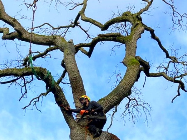 Voor professionele boomverzorging in Amsterdam staan de boomverzorgers van Groentechniek Klomp altijd paraat.
