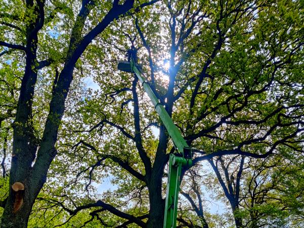 Voor professionele boomverzorging in Arnhem kun je terecht bij de gecertificeerde boomverzorgers van Groentechniek Klomp.