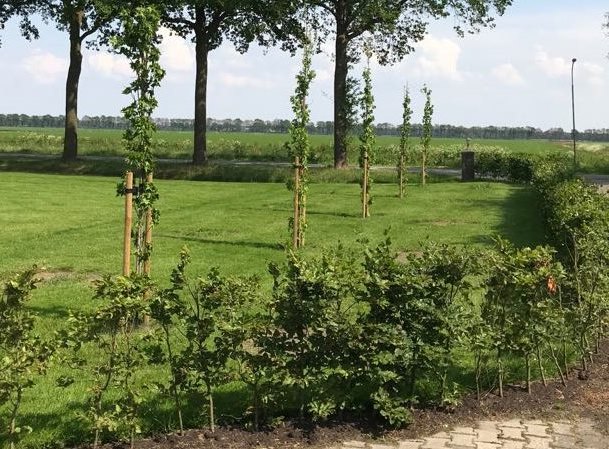 Bomen planten in Assen kan gemakkelijk en snel door onze experts