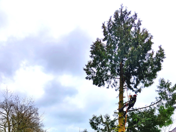 Boomverzorging in Overijssel