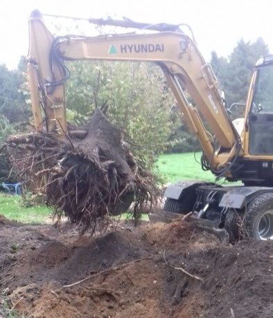 Boomstronk verwijderen Lelystad