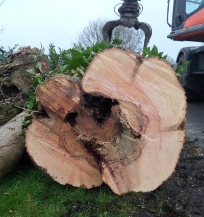 Groentechniek Klomp snoeit bomen in Friesland