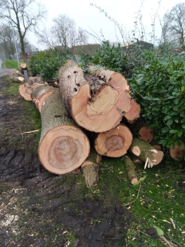 Bomen verwijderen met boomziektes in Hardenberg