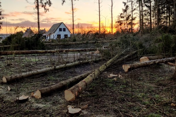 Een bosbeheerder in Den Haag verzorgt voor zowel particulieren als zakelijke partners het onderhoud aan hun bos. 