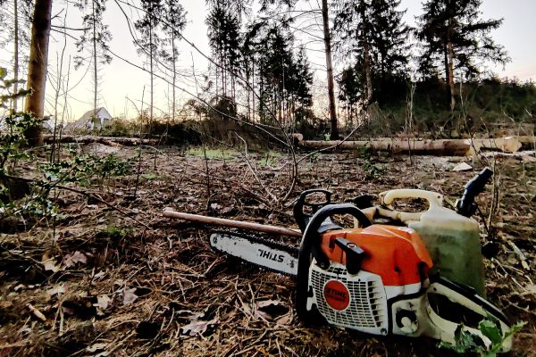 Bosbeheer in Drenthe zorgt ervoor dat je altijd kunt genieten van een veilig en gezond bos.